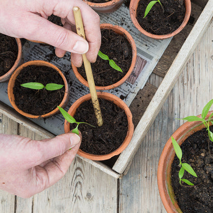 Chilli Jalapeno - Seeds