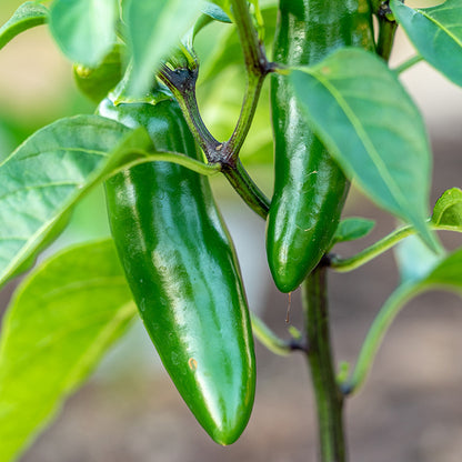 Chilli Jalapeno - Seeds