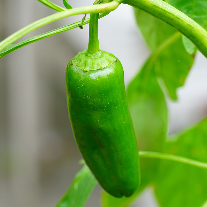 Chilli Jalapeno - Seeds