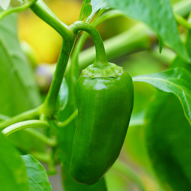 Chilli Jalapeno - Seeds