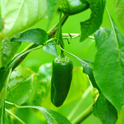 Chilli Jalapeno - Seeds