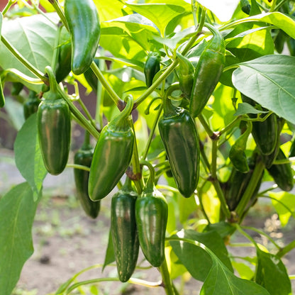 Chilli Jalapeno - Seeds