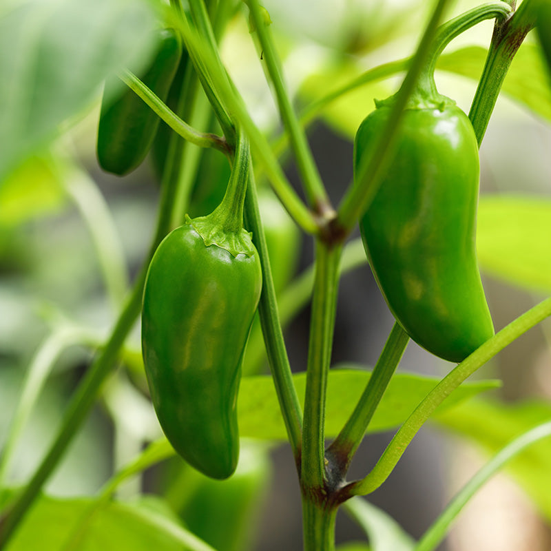 Chilli Jalapeno - Seeds