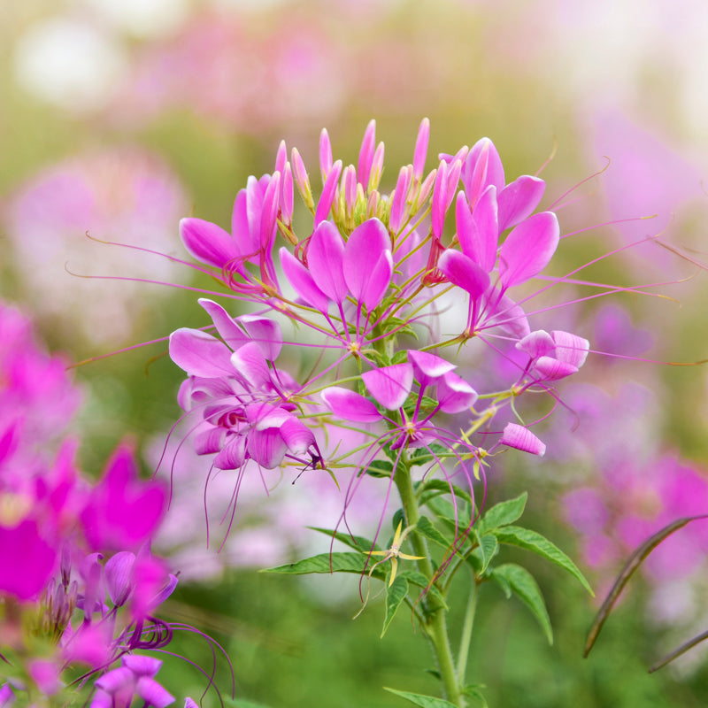 FREE Cleome 'Rose Queen' Seeds