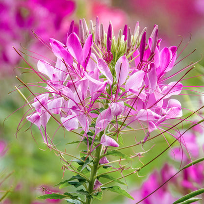 FREE Cleome 'Rose Queen' Seeds