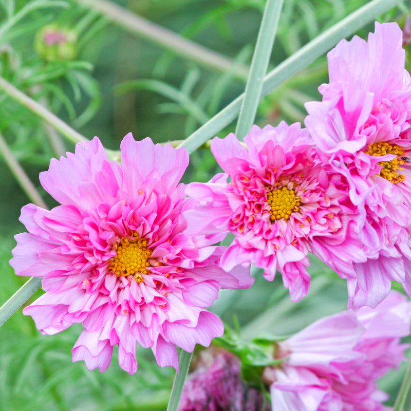 Cosmos 'Double Dutch Rose' Seeds