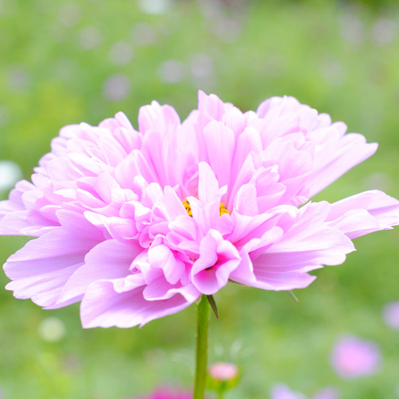 Cosmos 'Double Dutch Rose' Seeds