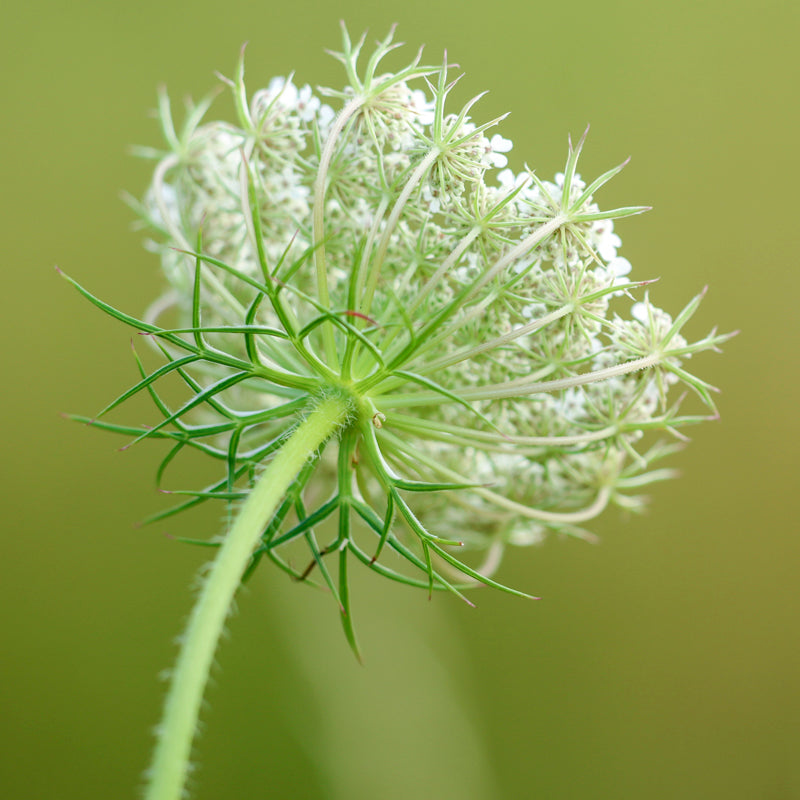 Daucus carota new arrivals