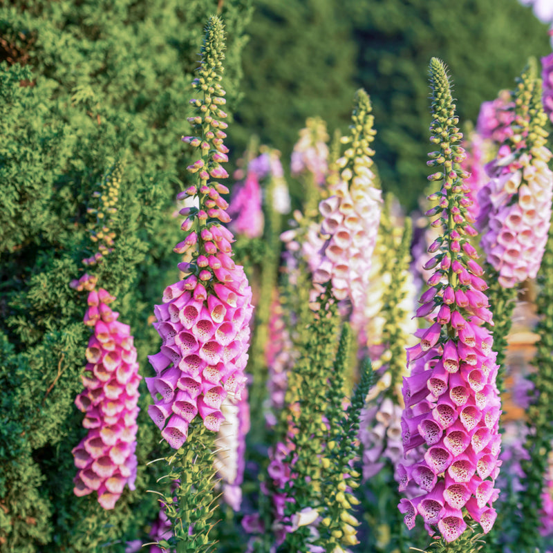 Digitalis 'Excelsior Hybrids' Foxgloves - Seeds – Stocks & Green