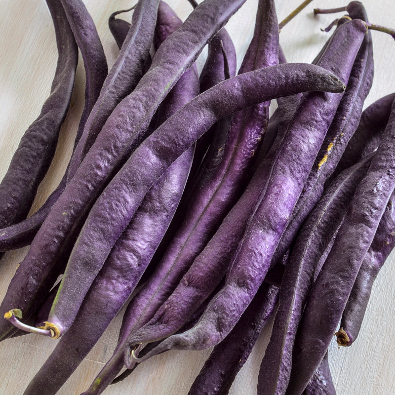 Dwarf French Bean 'Purple Teepee' Seeds