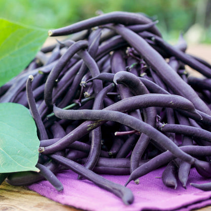 Dwarf French Bean 'Purple Teepee' Seeds