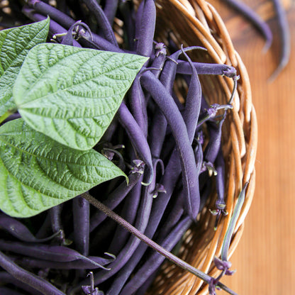 Dwarf French Bean 'Purple Teepee' Seeds