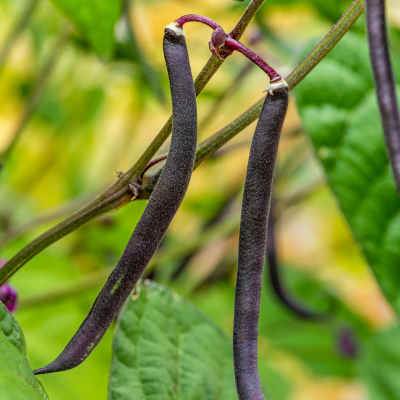 Dwarf French Bean 'Purple Teepee' Seeds