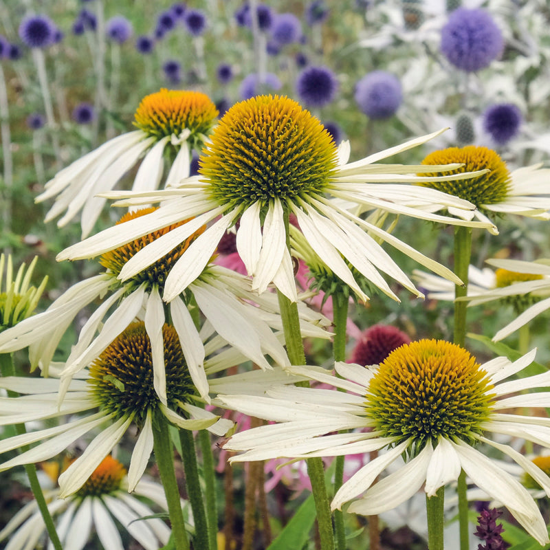 White echinacea deals