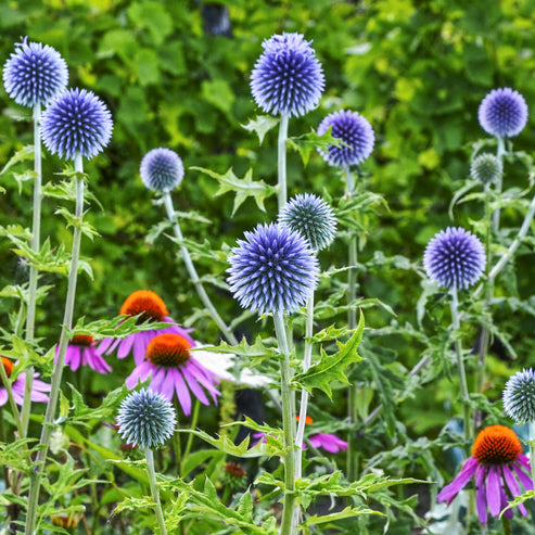 Echinops ritro - Globe Thistle Seeds – Stocks & Green