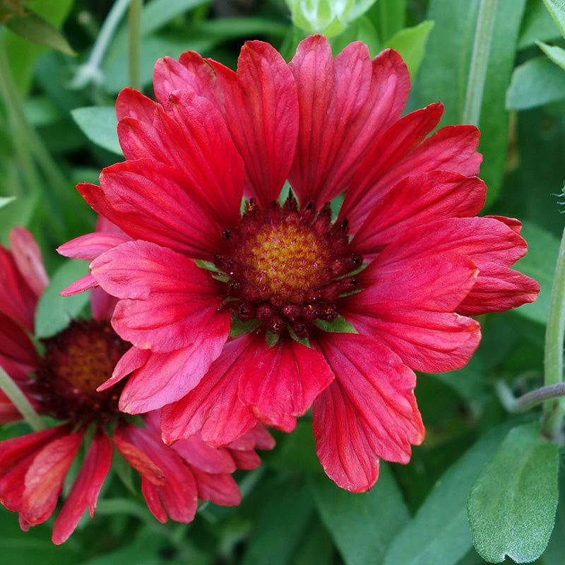 Gaillardia grandiflora burgundy hotsell