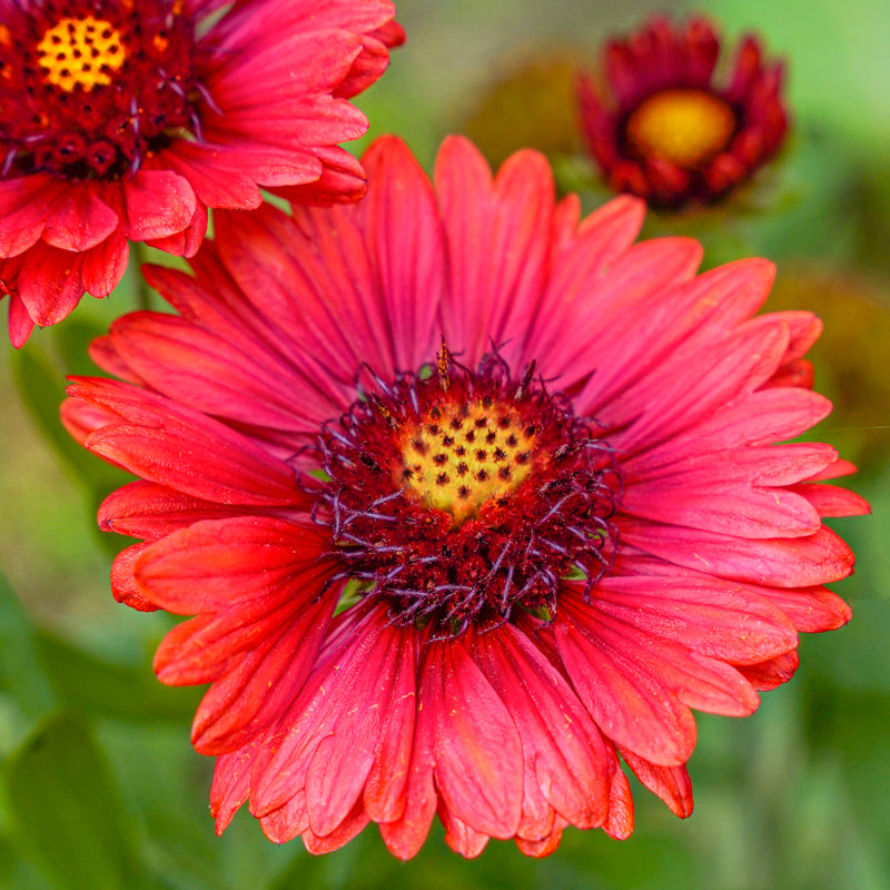 Poisonous blanket flowers discount