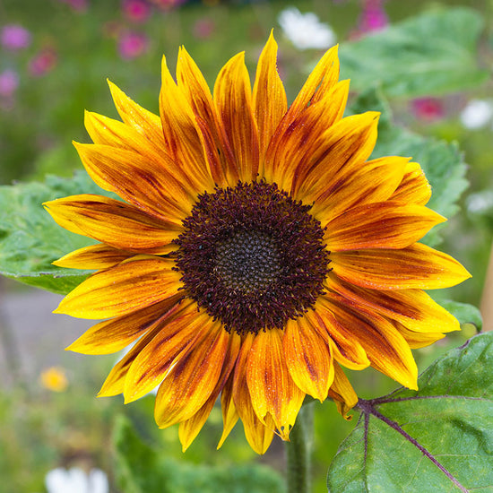 Helianthus 'Harlequin Mix' - Sunflower Seeds – Stocks & Green