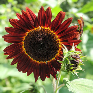 Helianthus 'Red Sun' - Sunflower Seeds – Stocks & Green