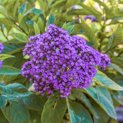 Heliotrope 'Marine' Seeds