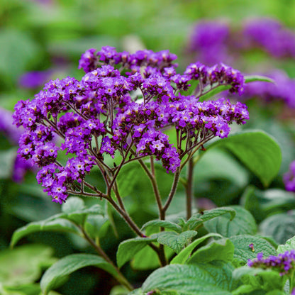 Heliotrope 'Marine' Seeds