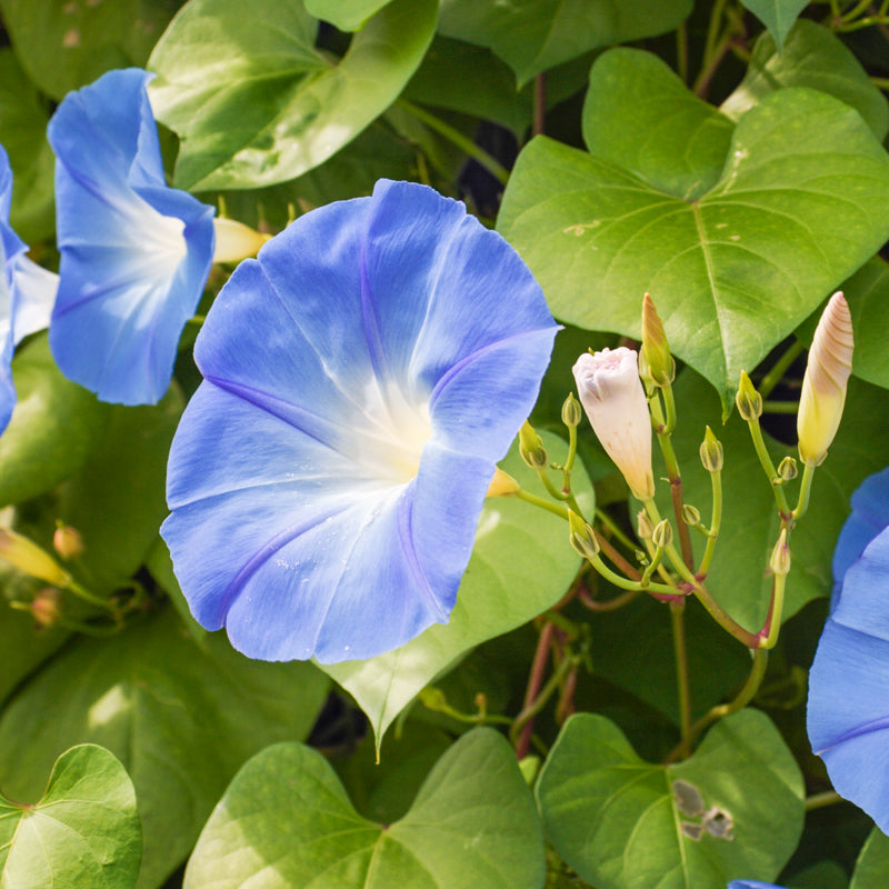 Ipomoea 'Heavenly Blue' - Morning Glory Seeds – Stocks & Green