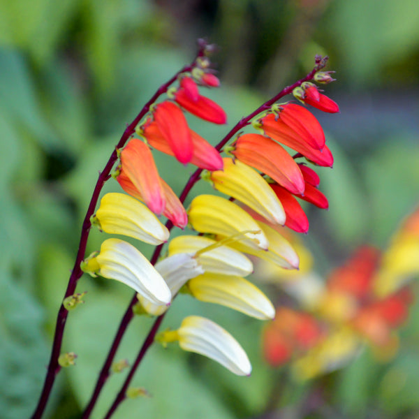 Ipomoea lobata 'Exotic Love' (Mina lobata) - Spanish Flag Seeds ...