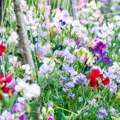 Lathyrus 'Mammoth Mixed' (Sweet Peas) Seeds