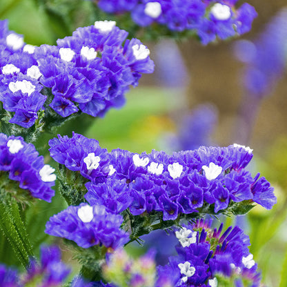 Limonium 'Heavenly Blue' Seeds