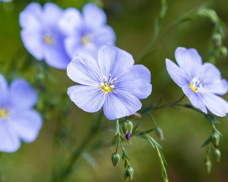 Linum perenne - Blue Flax Seeds – Stocks & Green