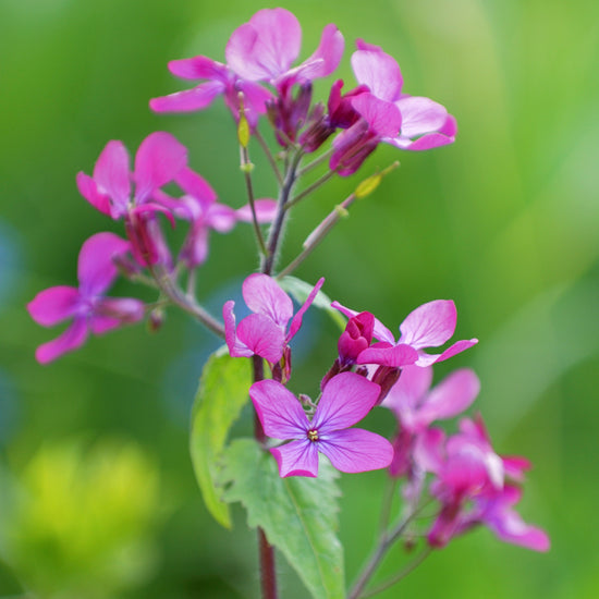 Lunaria annua - Honesty Seeds – Stocks & Green