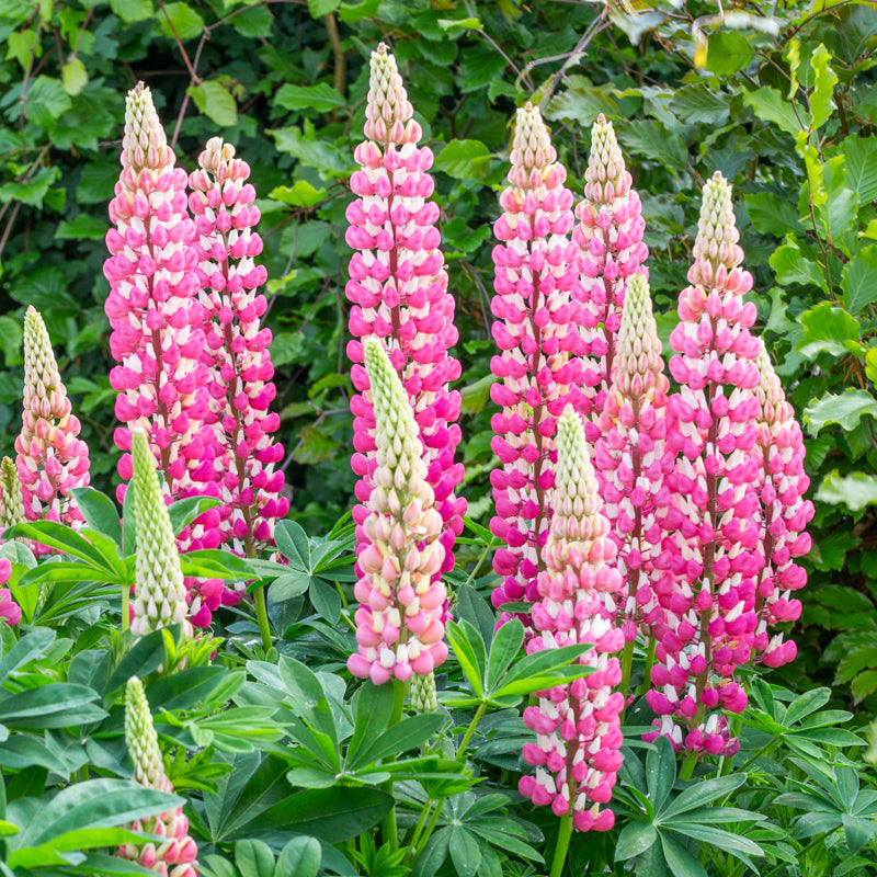 Lupinus 'The Chatelaine Pink' - Lupin Seeds – Stocks & Green