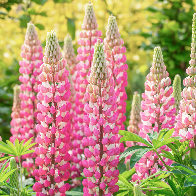 Lupinus 'The Chatelaine Pink' - Lupin Seeds – Stocks & Green