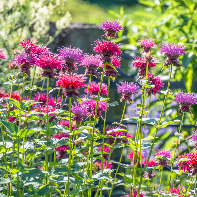 Monarda didyma deals