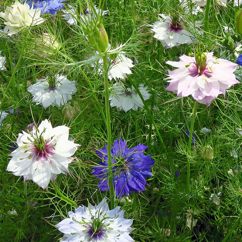 Nigella damascena 'Persian Jewels' - Love-in-a-Mist Seeds – Stocks & Green