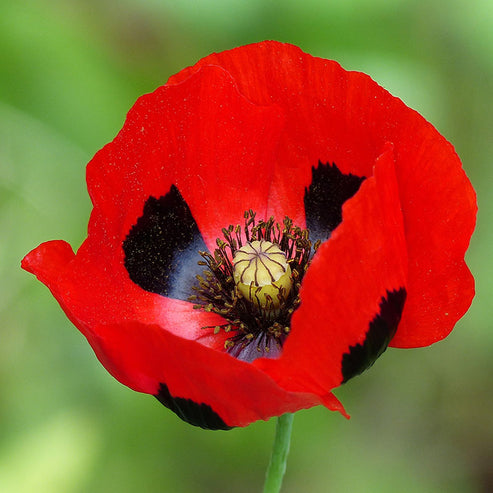 Papaver Commutatum 'ladybird' - Caucasian Scarlet Poppy Seeds – Stocks 