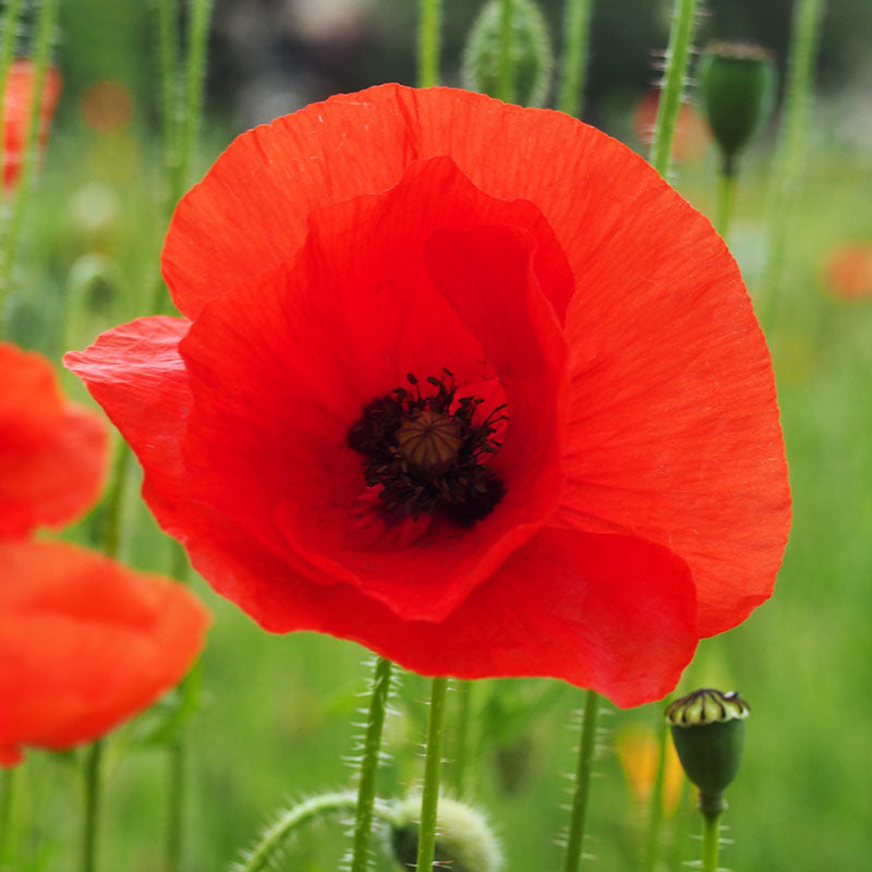 Papaver rhoeas - Common Poppy Seeds – Stocks & Green