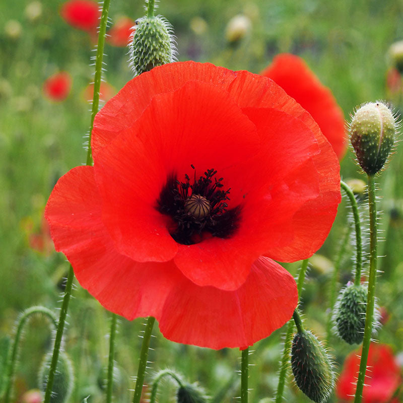 Papaver rhoeas - Common Poppy Seeds – Stocks & Green