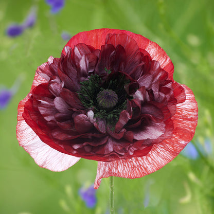 Papaver rhoeas 'Pandora' (Poppy) Seeds