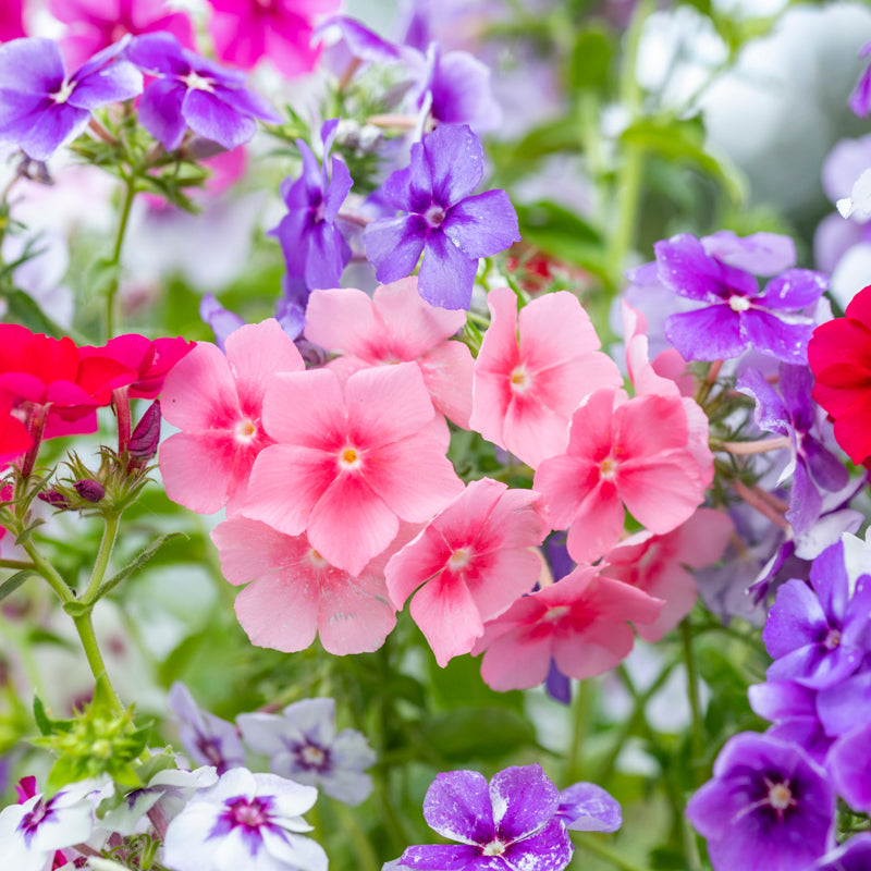 Phlox drummondii 'Tapestry' Seeds