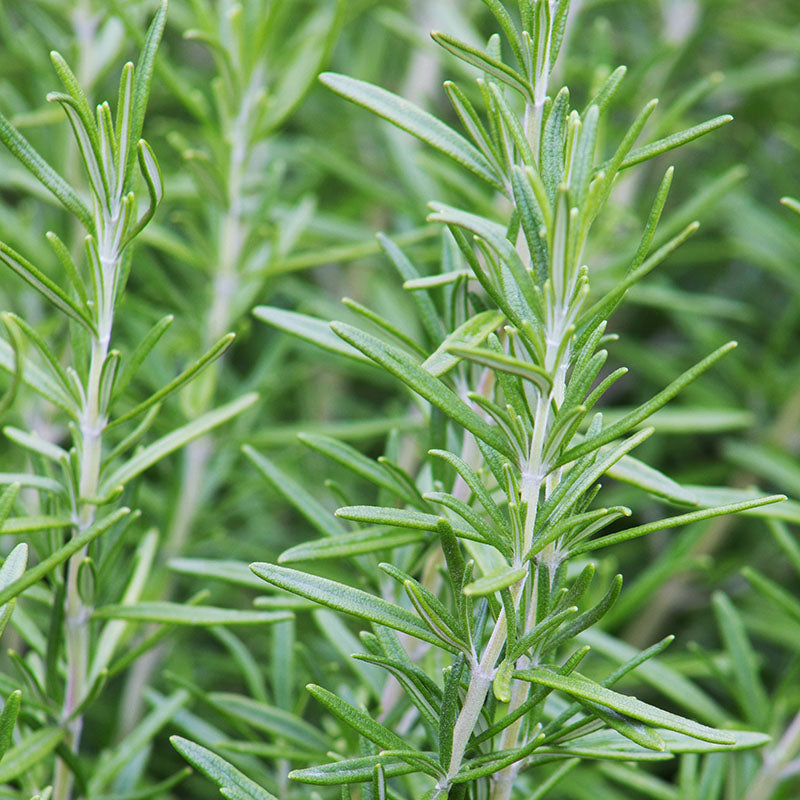Rosemary Seeds – Stocks & Green