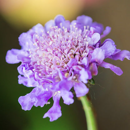 Scabiosa atropurpurea 'Tall Double Lavender Blue' Seeds