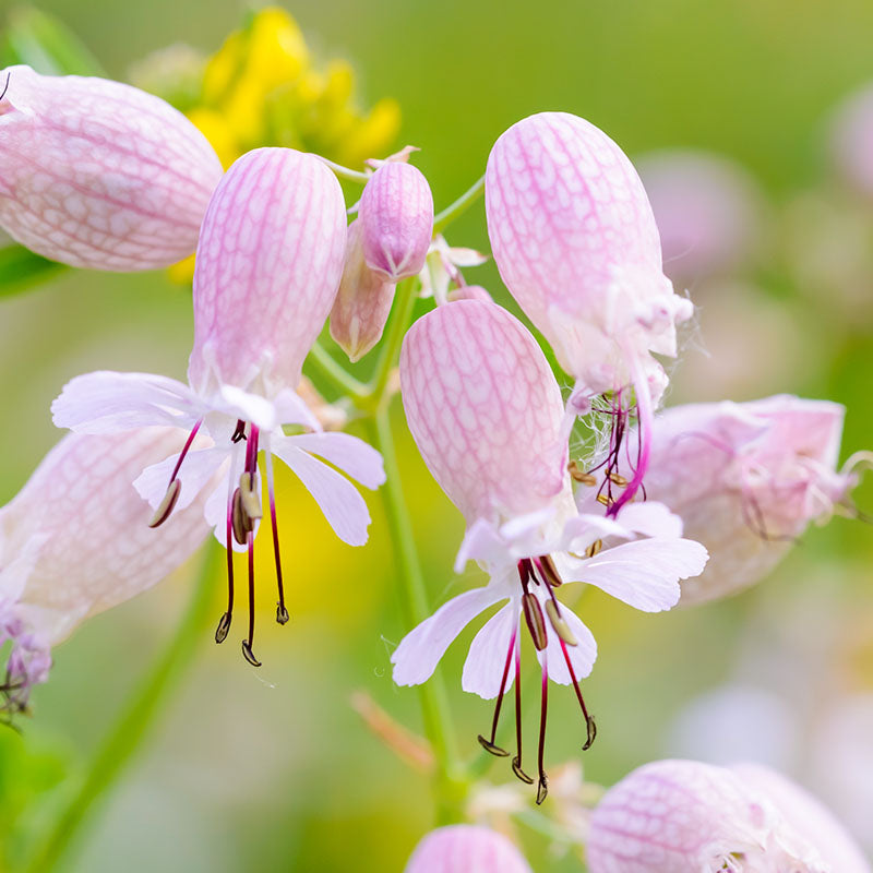 Silene vulgaris - Bladder Campion Seeds