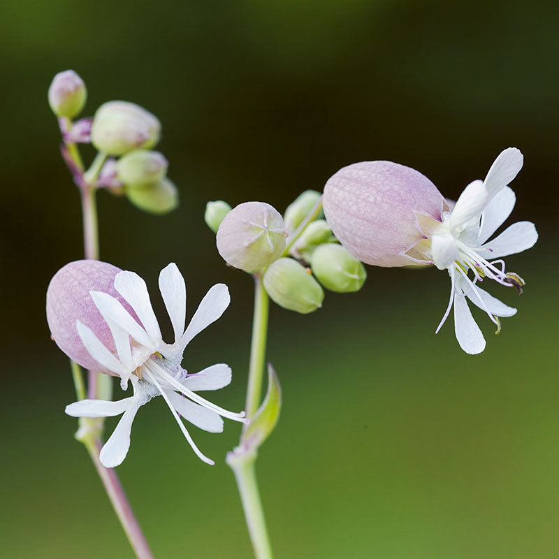 Silene vulgaris - Bladder Campion Seeds