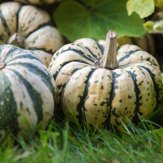 Squash 'Sweet Dumpling' Seeds