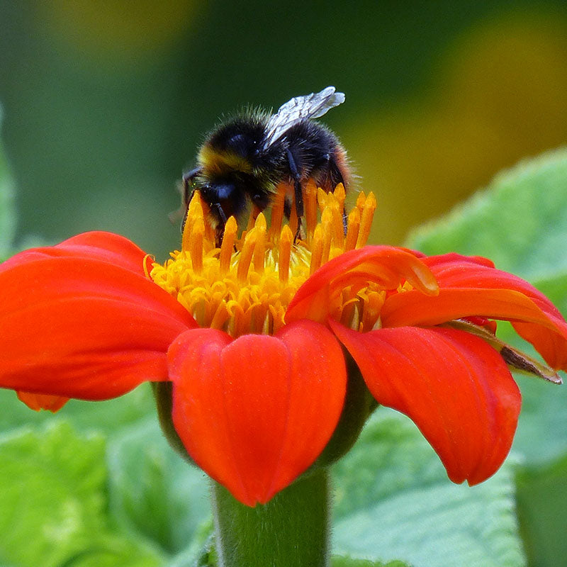 Tithonia 'torch' - Mexican Sunflower Seeds – Stocks & Green