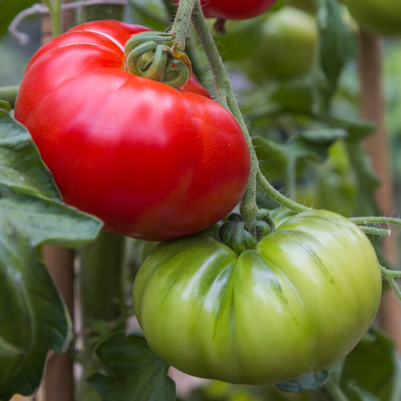 Tomato 'Marmande' Seeds