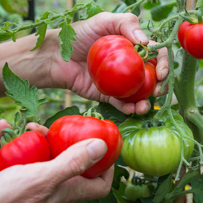 Tomato 'Marmande' - Beefsteak Tomato Seeds – Stocks & Green