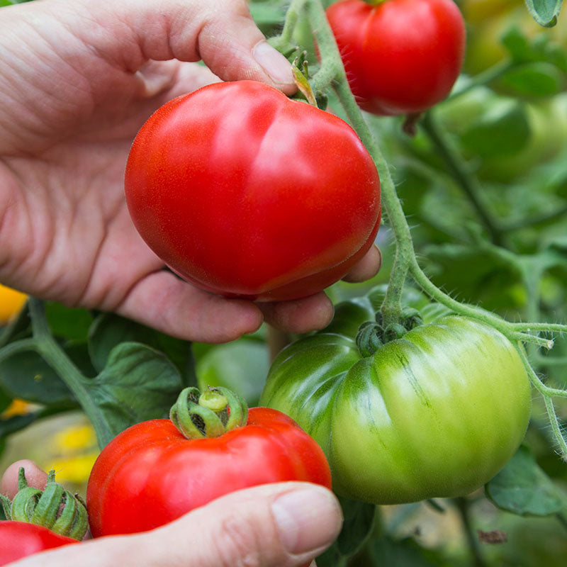 Tomato 'Marmande' Seeds