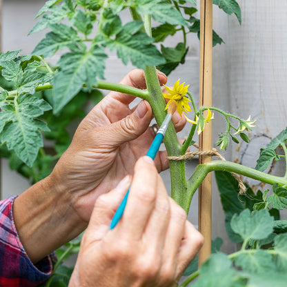 Tomato 'Marmande' Seeds